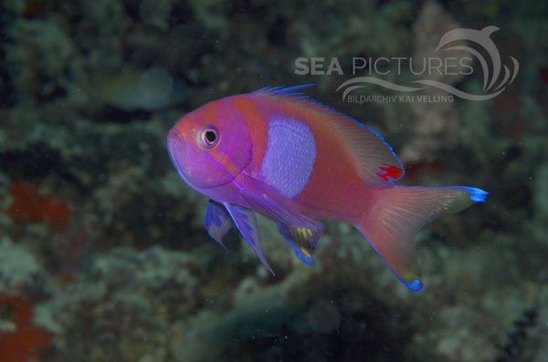  KV Neon-Fahnenbarsch   Pseudanthias pleurotaenia MALA 06 1.