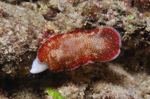 Chromodoris tinctoria