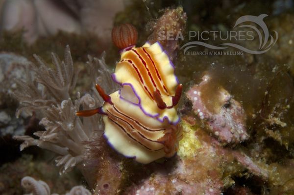 KV Hypselodoris emma PH 08 04479