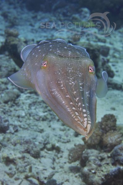 Sepia latimanus