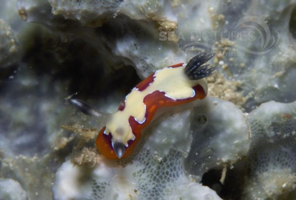 KV Chromodoris fidelis PH 08 12525