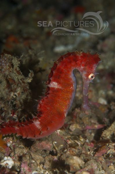 KV Dorniges Seepferdchen Hippocampus histrix PH 06 007