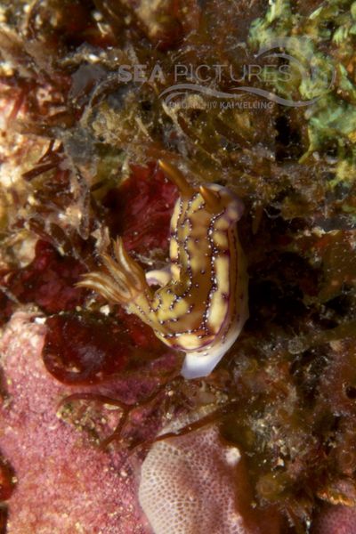 Hypselodoris krakatoa