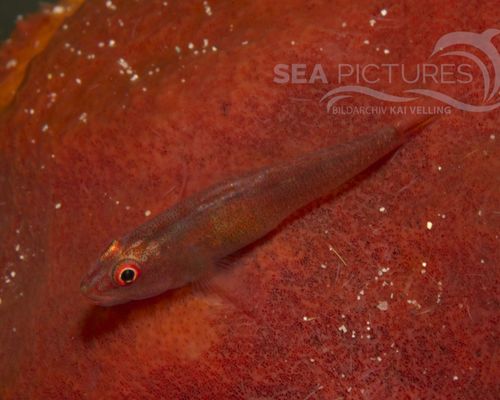 Meeresfische Meeresfische