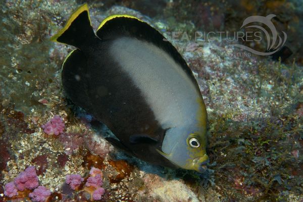 Chaetodontoplus dimidiatus