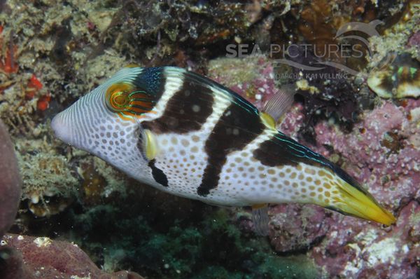 Canthigaster valentini