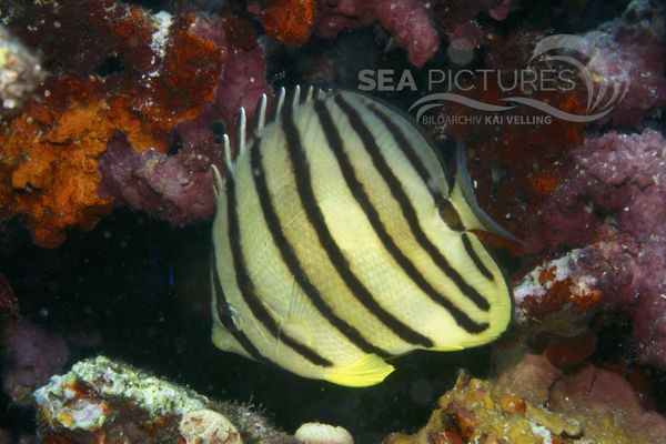 Chaetodon octofasciatus