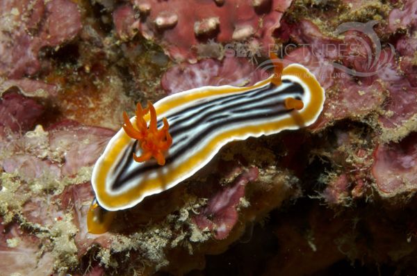 KV Chromodoris magnifica  MALA 06 1.