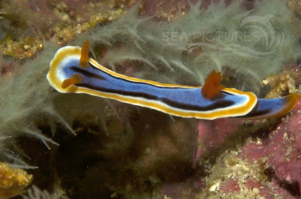 KV Chromodoris annae PH 06 277