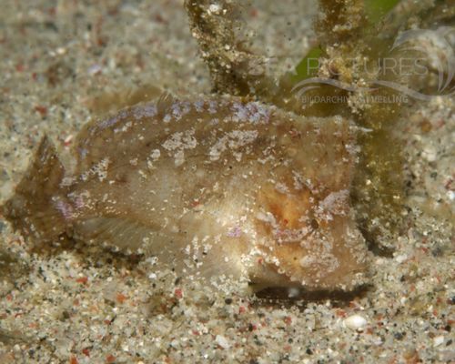 Schaukelfische
