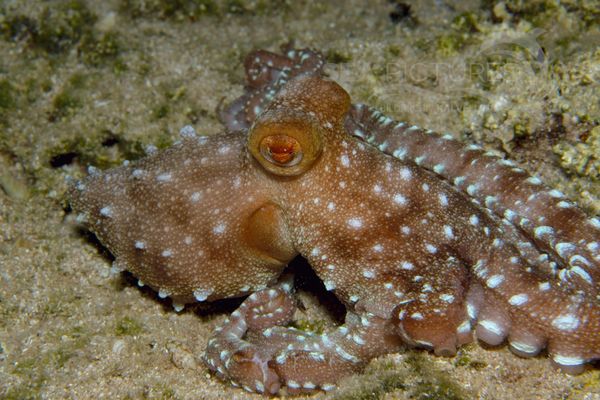 Octopus macropus