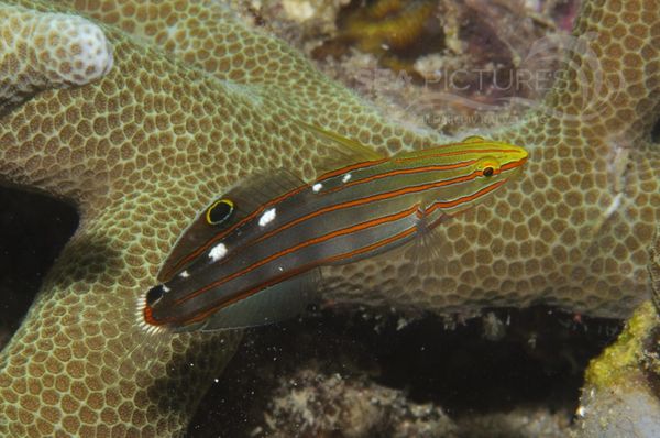 Amblygobius rainfordi