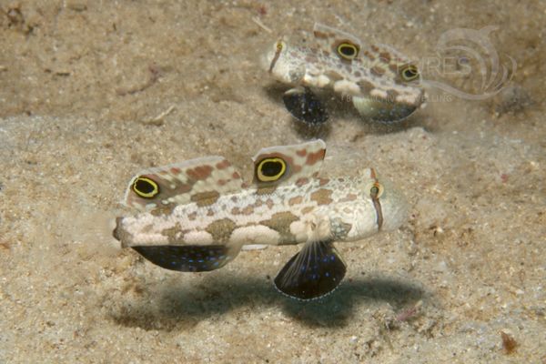 Signigobius biocellatus