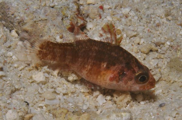 Apogonichthys sp