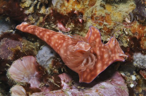 Ceratosoma cornigerum