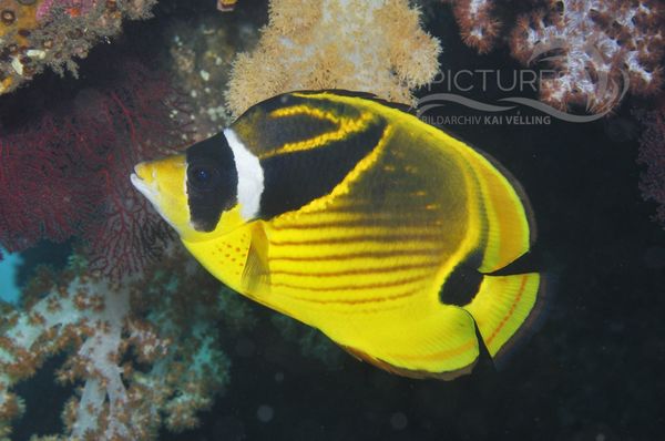 Chaetodon lunula