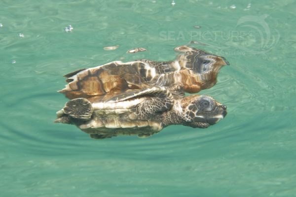 Eretmochelys imbricata