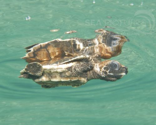 Schildkröten Schildkröten