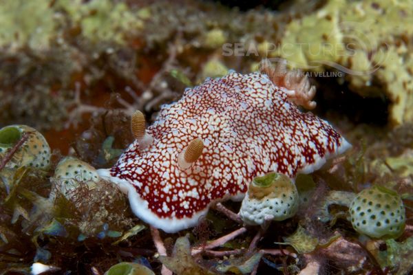 Chromodoris sp