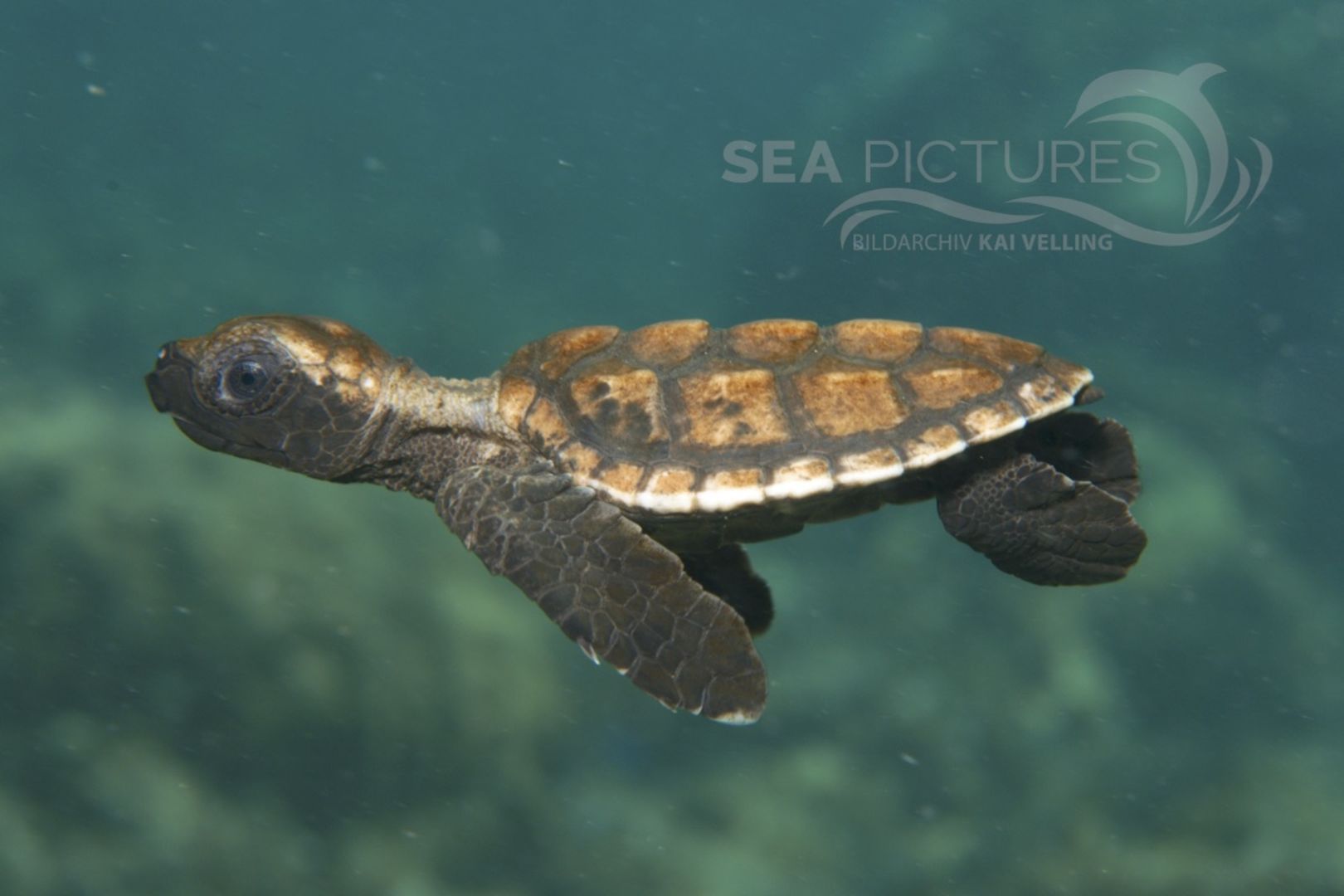 Eretmochelys imbricata