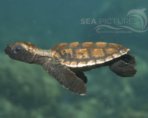 Schildkröten
