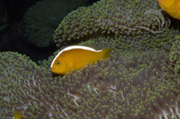 KV O  stlicher Weissru  cken-Anemonenfisch Amphiprion sandaracinos  PH 06 003