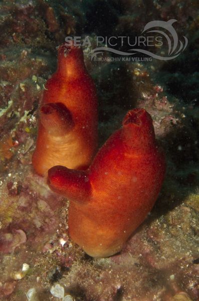 KV Rote Seescheide Halocynthia papillosa  KR 06 582