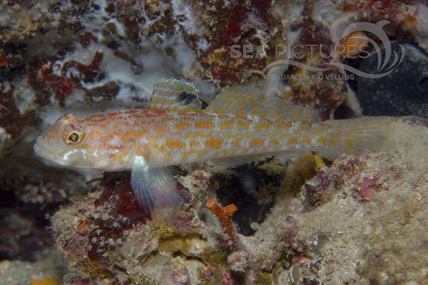 Thorogobius macrolepis