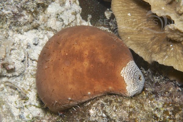 Actinopyga lecanora