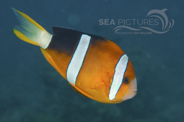 Amphiprion clarkii