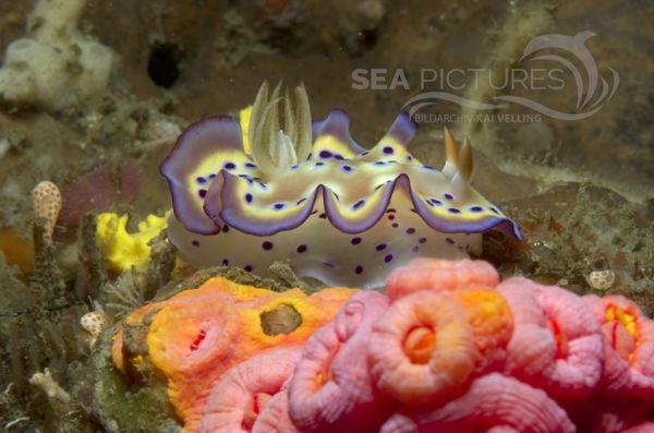 KV Chromodoris kuniei PH 06 81