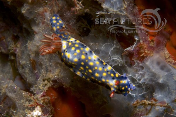 Hypselodoris infucata