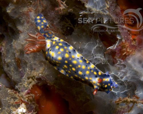 Niedere Tiere Niedere Tiere