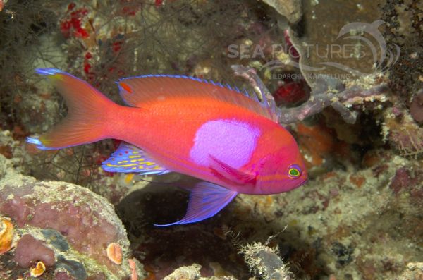  KV Neon-Fahnenbarsch   Pseudanthias pleurotaenia MALA 06.