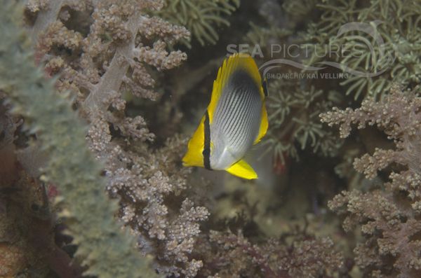 KV Chaetodon melannotus juv. PH 08 12786