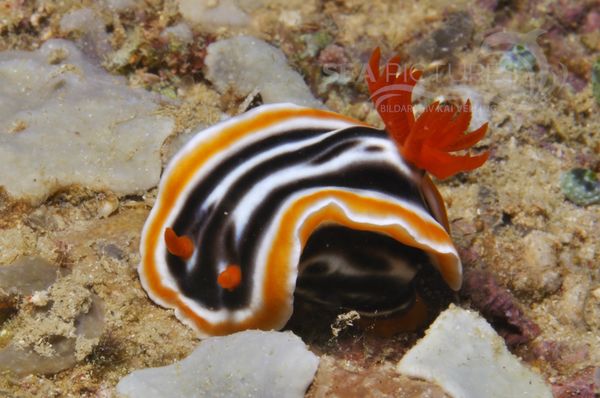 Chromodoris magnifica