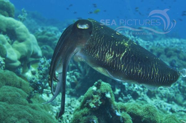 Sepia latimanus