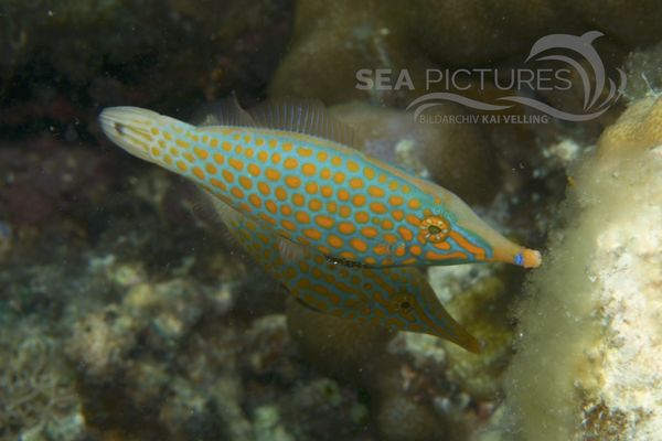 Oxymonacanthus longirostris