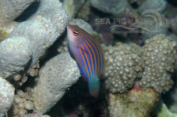 KV Sechslinien-Zwerglippfisch Pseudocheilinus hexataenia PH 06 003