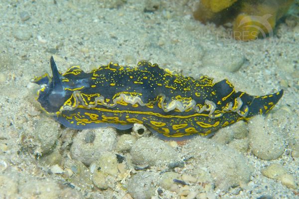 Hypselodoris picta picta