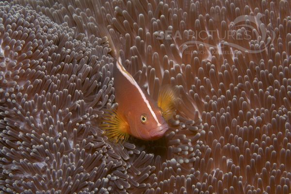 Amphiprion akallopisos