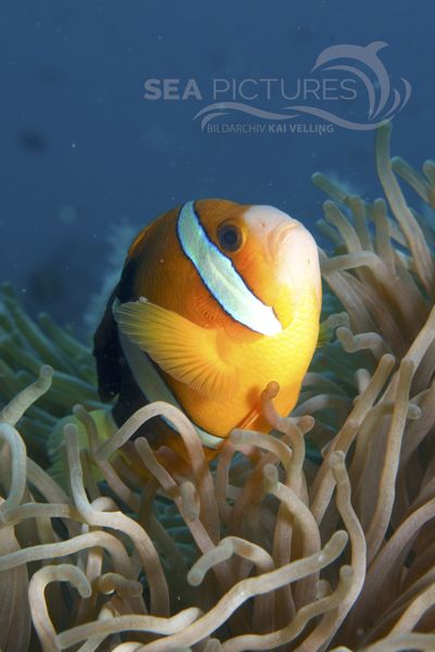 Amphiprion clarkii