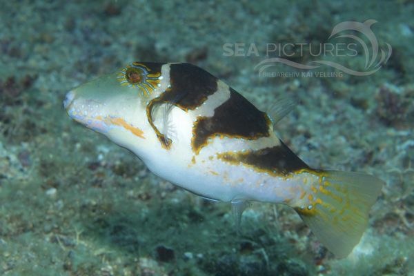 Canthigaster coronata