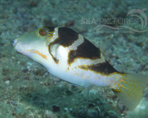 Kugelfische