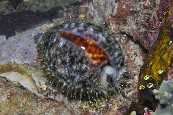 Cypraea tigris