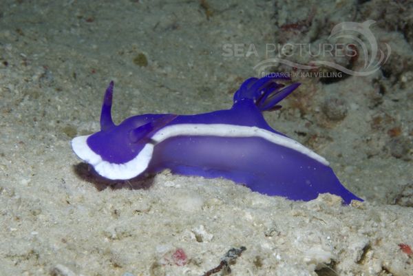 KV Hypselodoris bullocki MALA 06 16