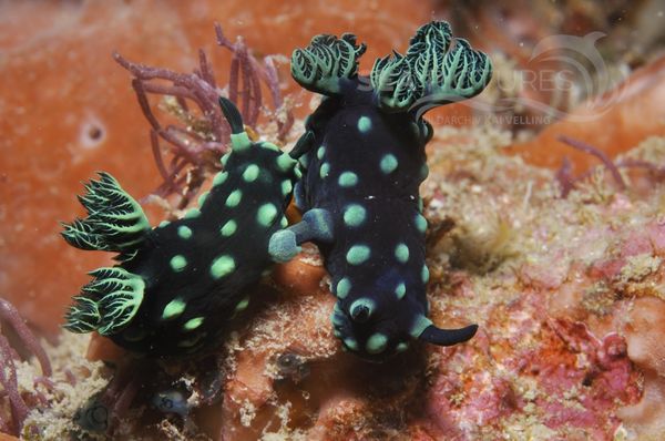 Nembrotha cristata