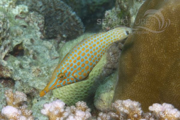 Oxymonacanthus longirostris