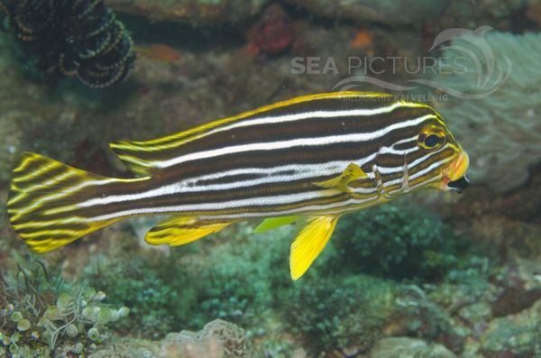 KV Plectorhinchus polytaenia PH 08 09270