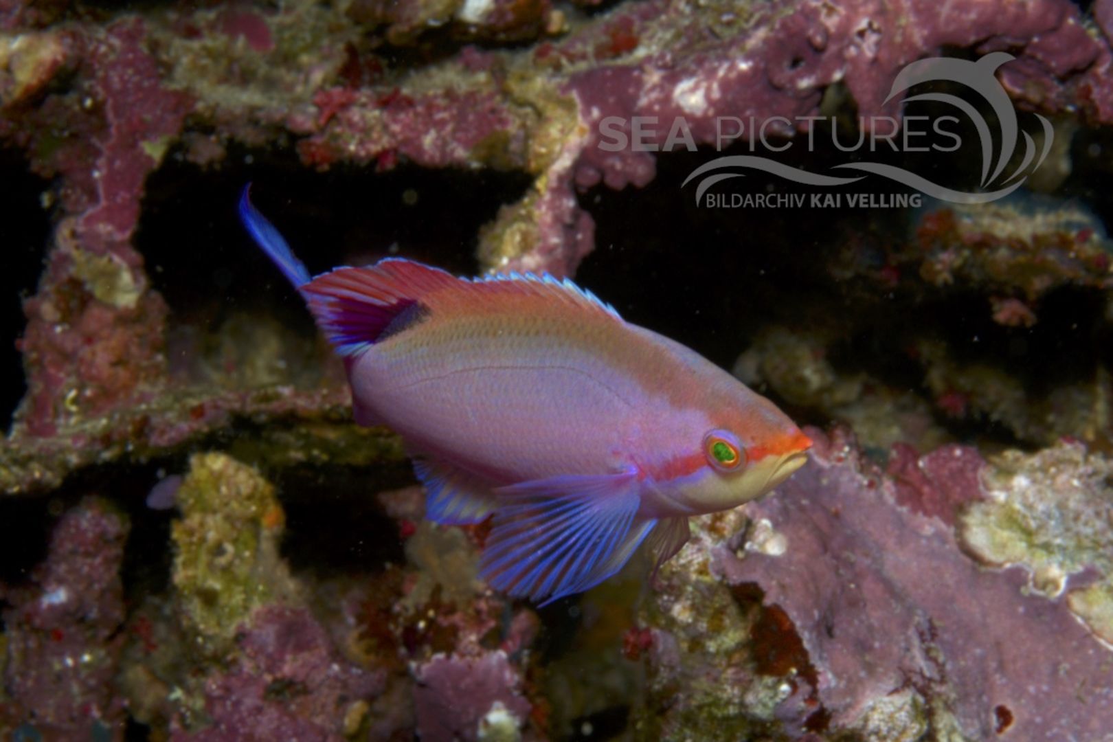 Pseudanthias tuka 